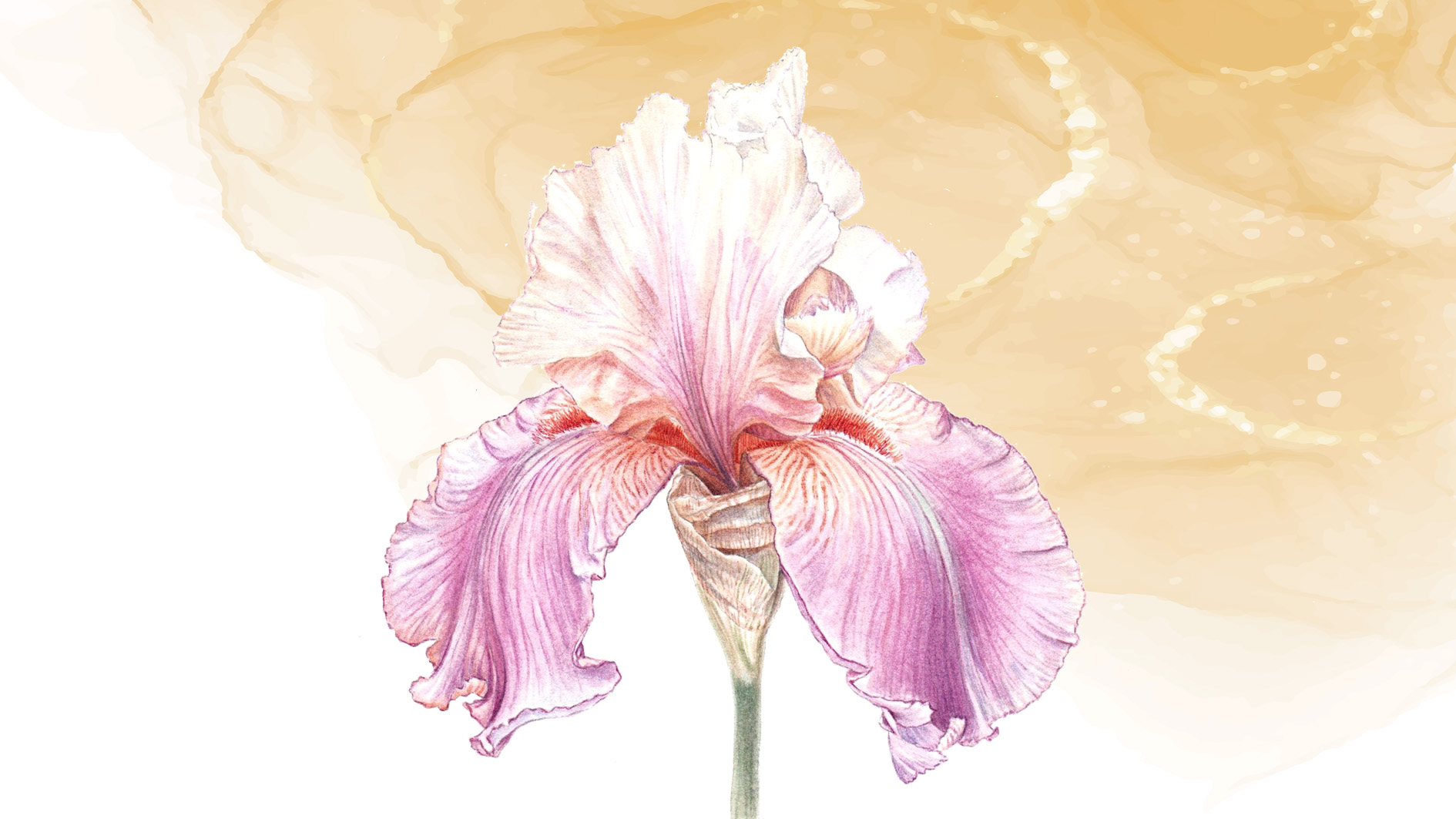Du 2 au 30/04 – Expo « Illustrations botaniques » de Martina Rajtmajerova