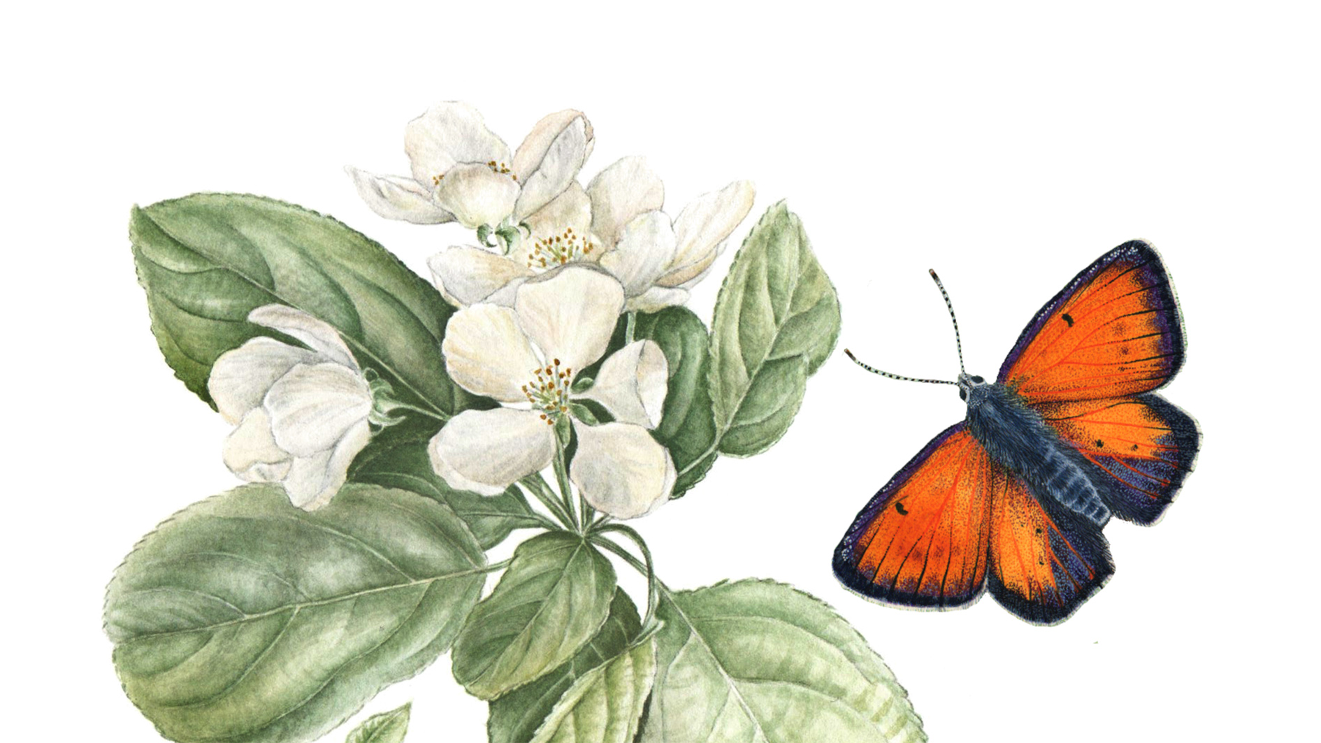 Du 22/08 au 24/08 – Atelier de dessin botanique et naturaliste