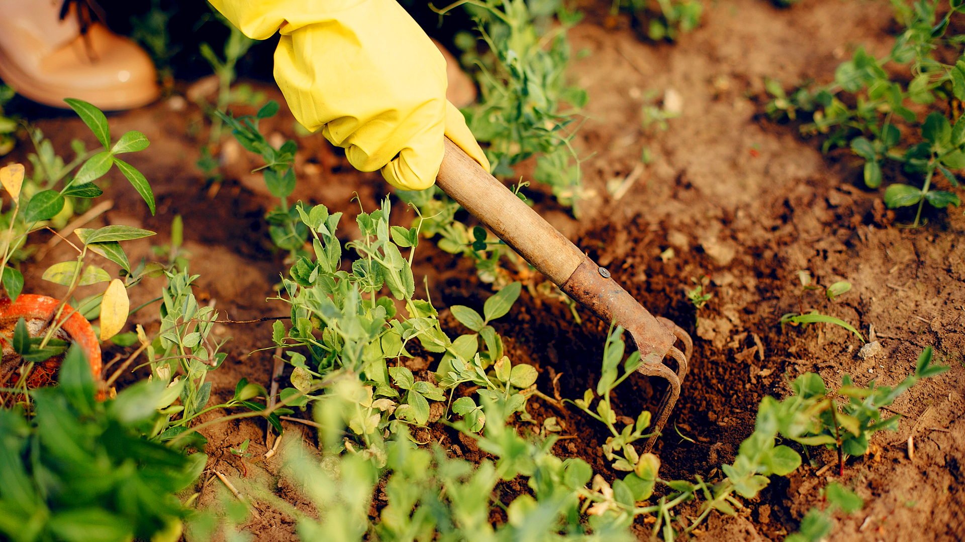 De mars à mai – Programme trimestriel du Jardin partagé des Orchamps
