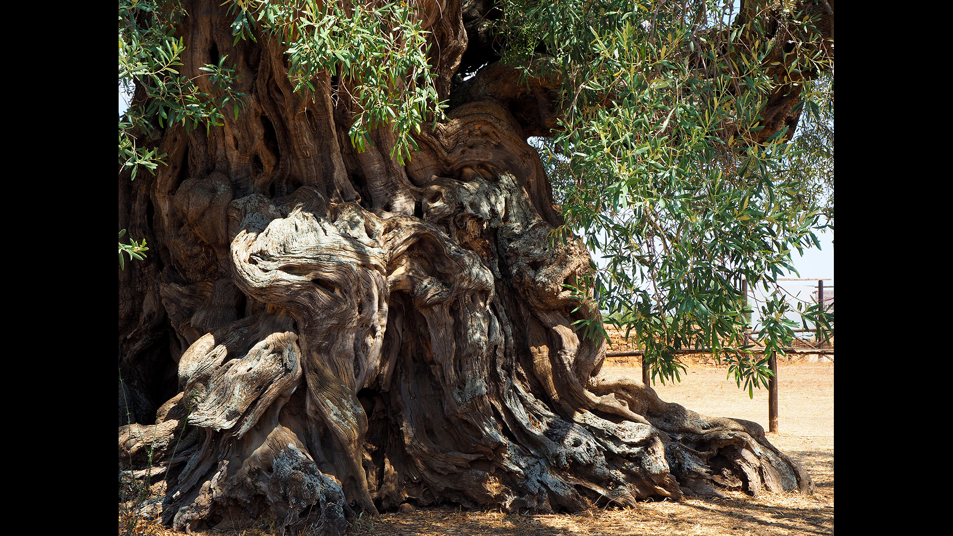 Du 1er au 12/06 – “S’Ortu Mannu, le grand jardin des oliviers centenaires”, expo photo de Raffaello Scolamacchia