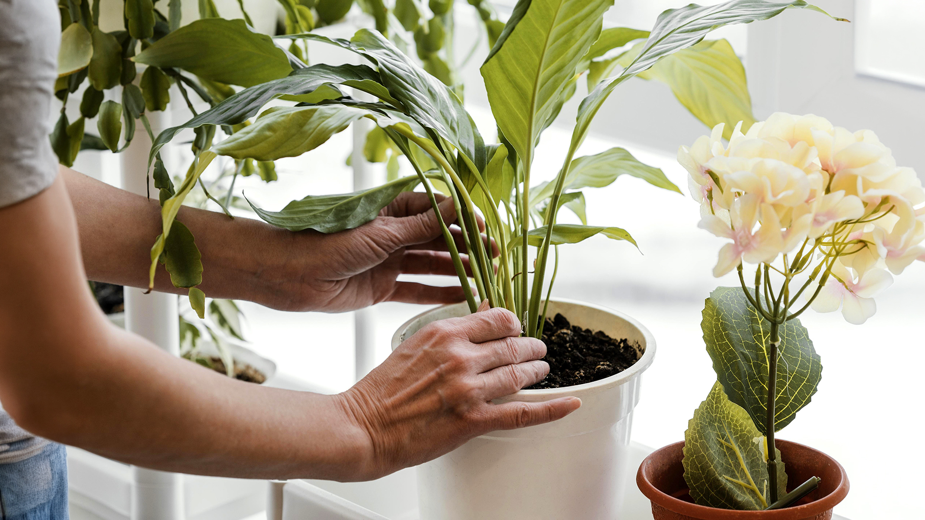 23/09 – Troc de plantes d’intérieur